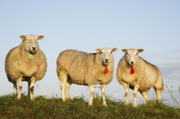 屬羊人與3個生肖在一起 是金玉良緣天作之合 攜手註定大富大貴 天天要聞