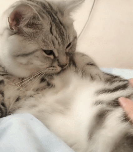 喵星人,萌宠,生活趣事,二货