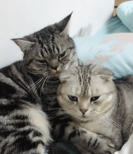 可爱的呆萌猫小喵喵,看它憨憨的表情,真的好逗啊!