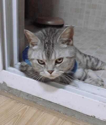 黏人且灵活乖巧的花猫,可爱的不要不要的,简直是搞笑极啦!