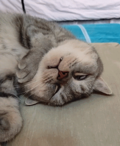 喵星人,萌宠,二货,生活趣事