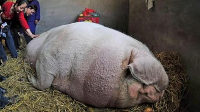 0?fmt=jpg&size=26&h=360&w=640&ppv=1