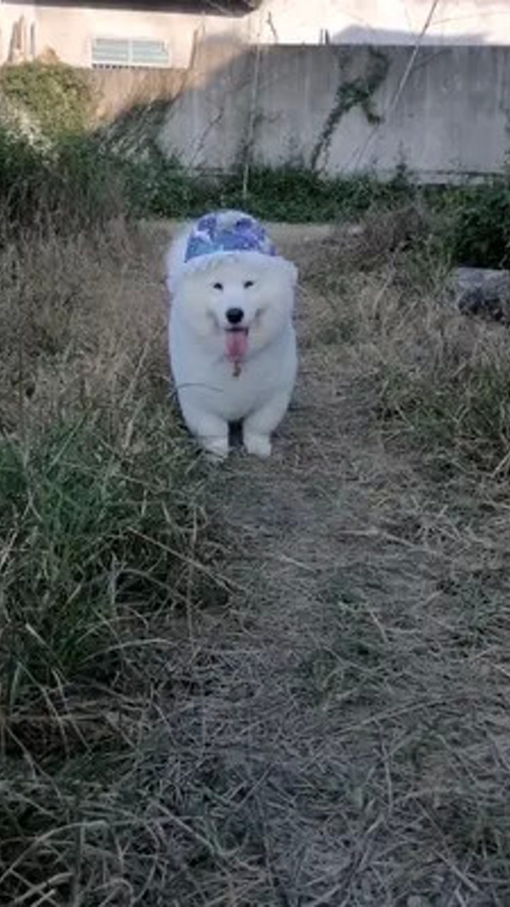 最美蜜桃臀 家有萌宠