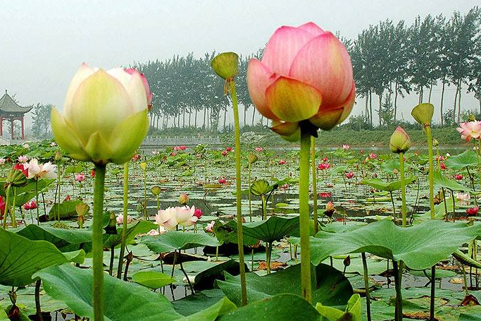 邯郸又一景区走红,人称河北