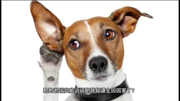 0?fmt=png&size=257&h=422&w=750&ppv=1