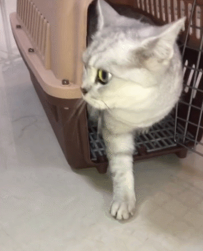 特别有趣且炯炯有神的大猫咪,看这小模样,真的是让人非常喜欢!