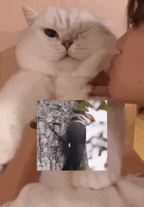 猫护|想和猫咪亲亲很难吗?学会猫咪爱的表达式,让喵主子主动献吻