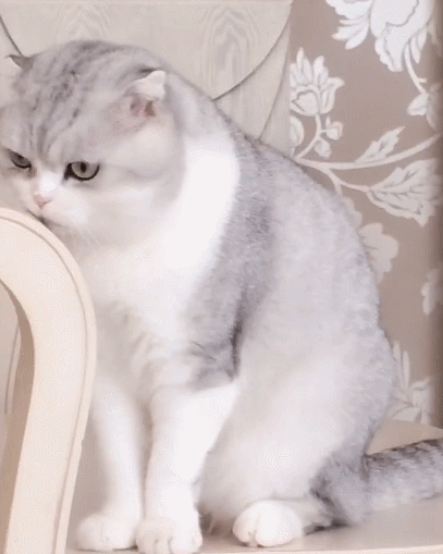 这只迷人的小猫咪,乖巧的样子,真是萌化人心!