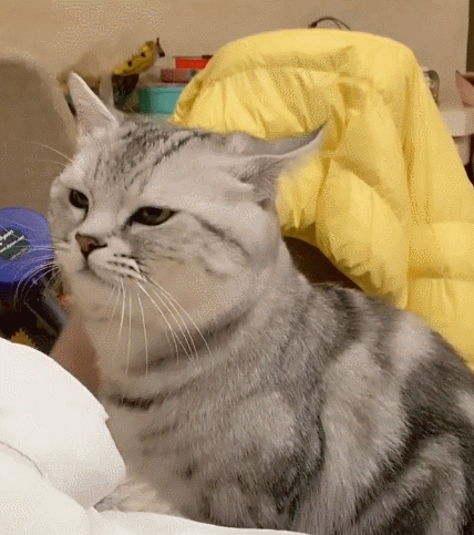 吸引人的小猫咪,一副悠闲的小表情,真的是很有范!