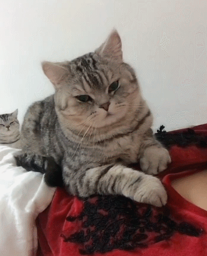 活泼可爱的小花猫,这软萌萌的样子,真是招人喜爱!