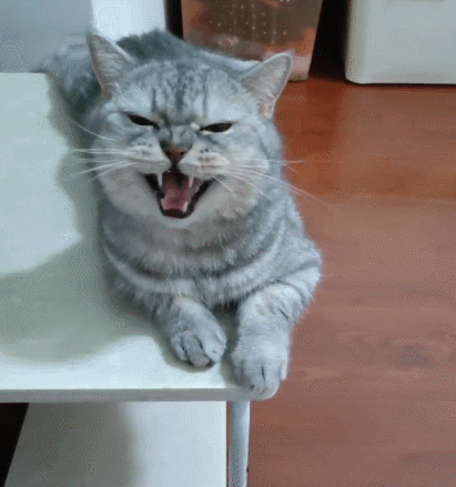 毛茸茸的喵星人,看小萌猫这有趣的小神态,真是一只可爱的小萌猫!