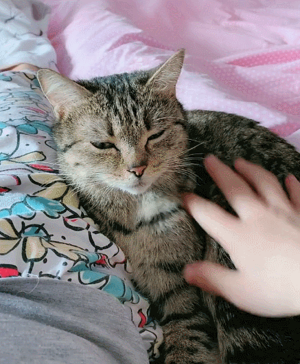 见过这么可爱的小猫咪吗,瞧瞧这迷人的小容貌,太惹人喜爱了!