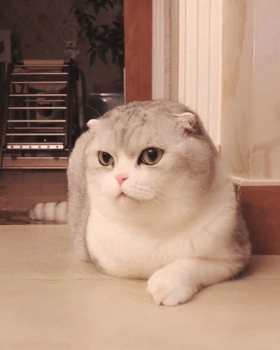 这些喵星人都超可爱,可爱无辜的样子,惹人喜欢!