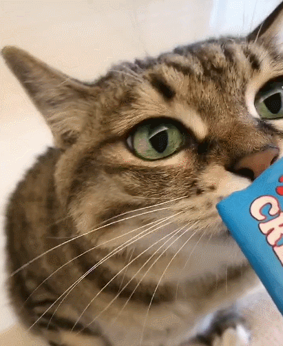 喵星人,萌宠,卖萌,生活趣事