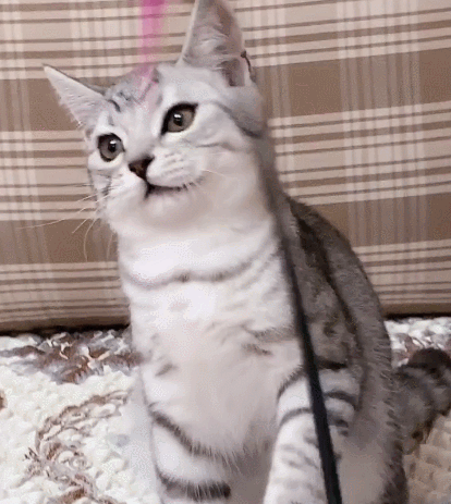 憨态可掬的小萌猫,这软萌的小表情,真的是太呆萌了!