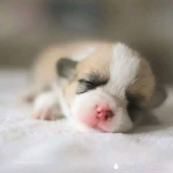 狗的一生有這麼幾個階段 你知道嗎 天天要聞