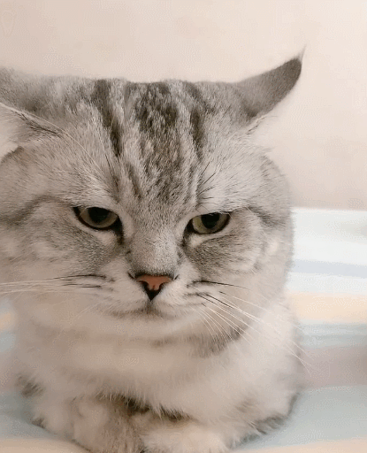 动人的小花猫,一脸的委屈,真的很让人喜欢!