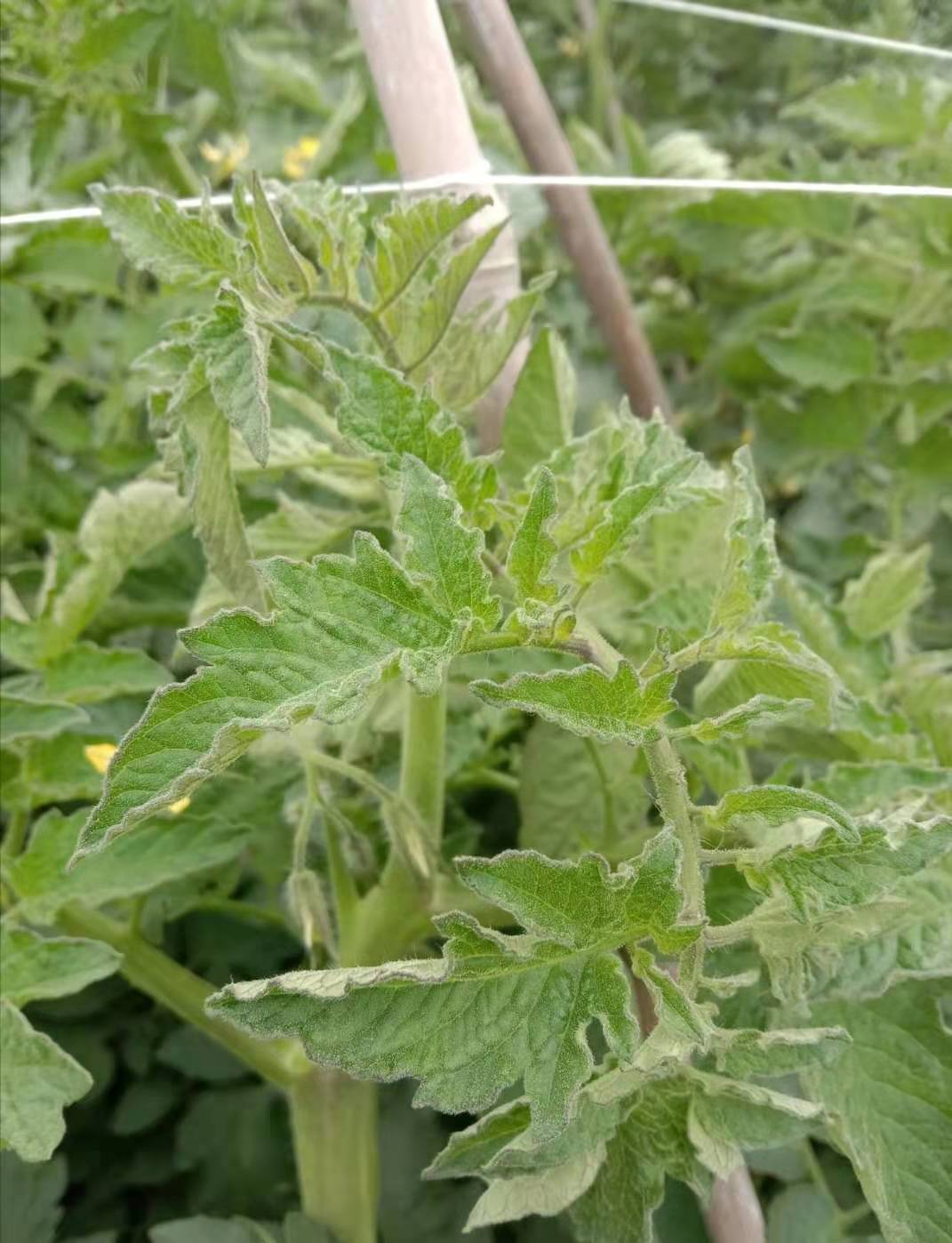 番茄出现这种症状,是药害还是病害?教会你8种识别方法