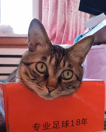 可爱的呆萌小猫咪,这憨憨的模样,真是太有趣了!