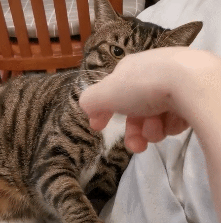 天真活泼的小萌猫,睁着大眼睛,真的笑出了声啊!