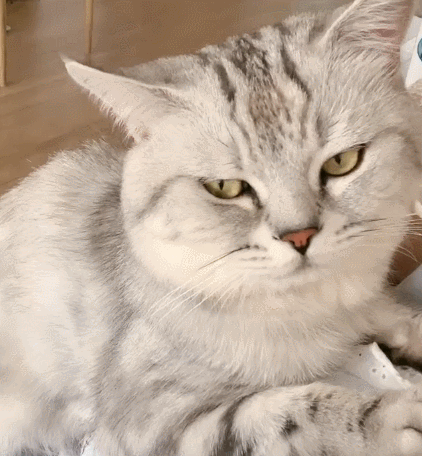 炯炯有神且憨态可掬的小萌猫,瞧这憨憨的小表情,真是呆萌又可爱.