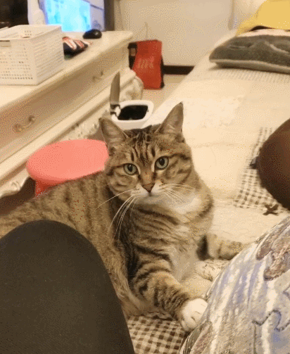 真的让人喜欢且调皮捣蛋的花猫,看这小神情,这长相太令人心动啦!