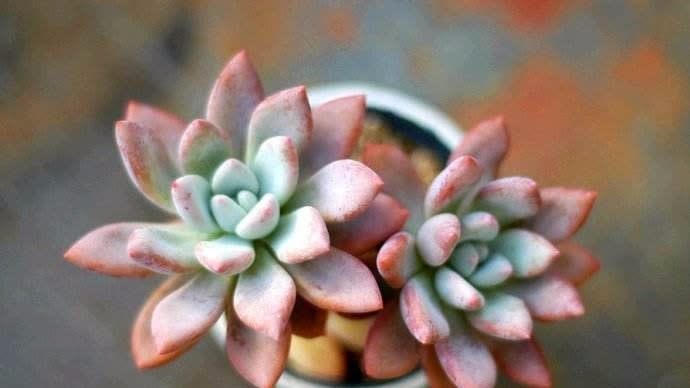 0?fmt=jpg&size=27&h=388&w=690&ppv=1