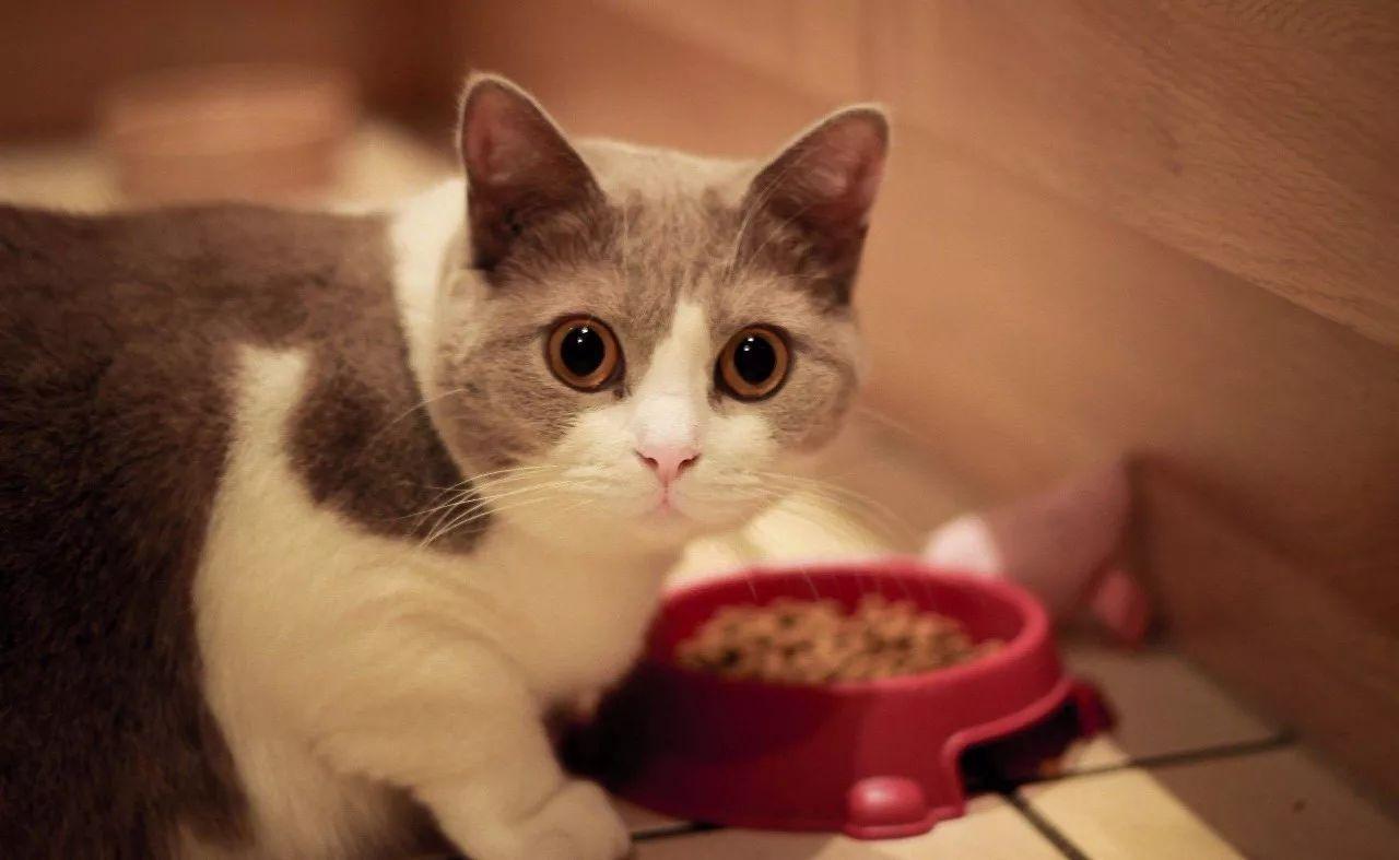 壁纸 动物 猫 猫咪 小猫 桌面 1280_787