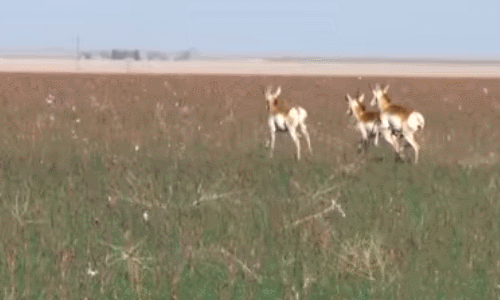 傻狍子为啥有个白屁股我真不清楚