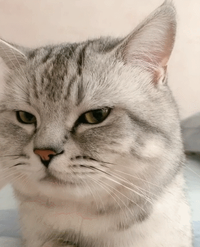 喵星人,萌宠,生活趣事,二货