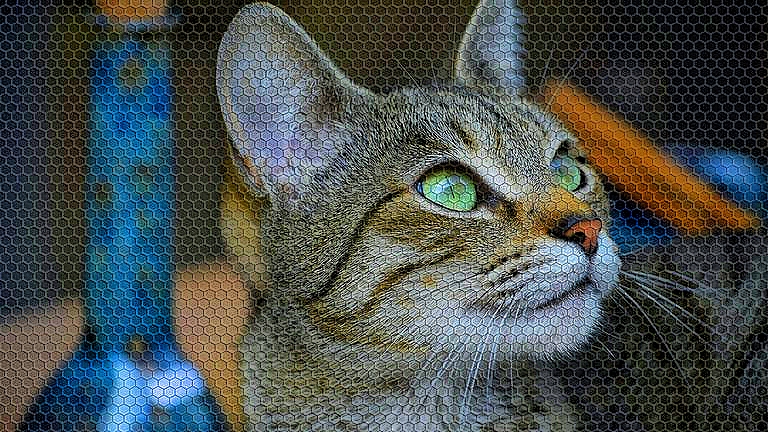 女子被自家猫咬伤当天就不治身亡，经调查这只猫之前被蝙蝠咬过