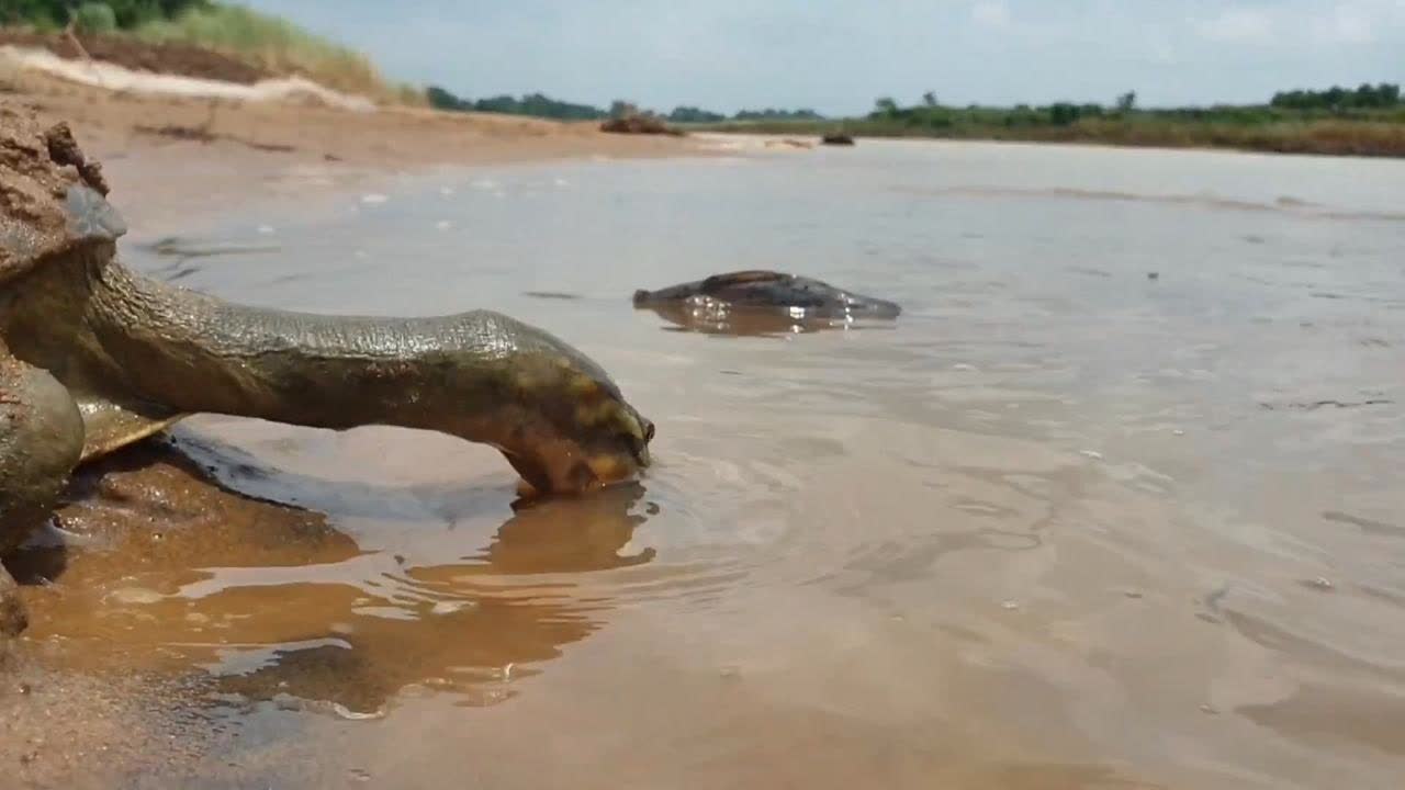 梦的深意，水库边两条甲鱼——解析别人送我鱼的梦境寓意