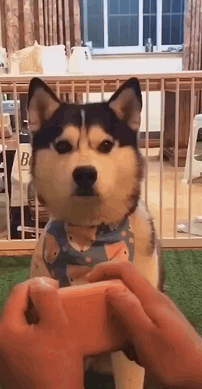 哈士奇:我给你五秒钟,你给我重新分!