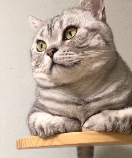 喜欢主人的小猫咪,瞧这眼睛圆圆的样子,显得十分蠢萌!