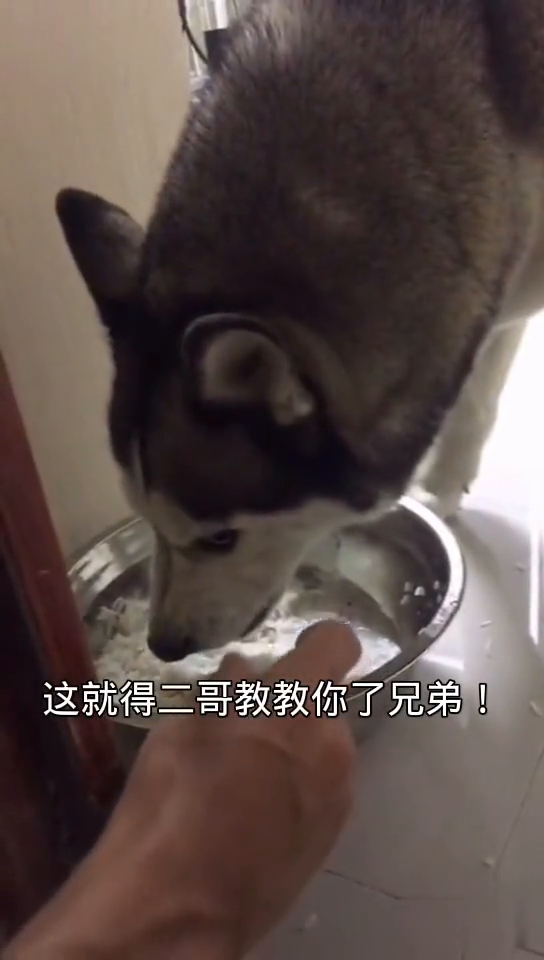 苍蝇恶搞视频，苍蝇恶搞视频大全