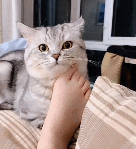 这么可爱的小花猫,瞧这呆萌的小眼神,实在是不忍心打扰!