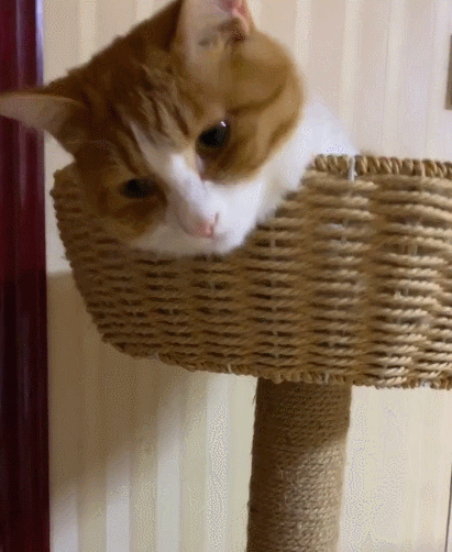 萌宠,二货,生活趣事,喵星人