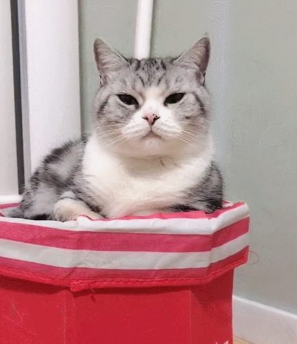 你见过这样可爱且呆萌的小猫咪吗,看小猫咪这迷人的样子,快进来看看你