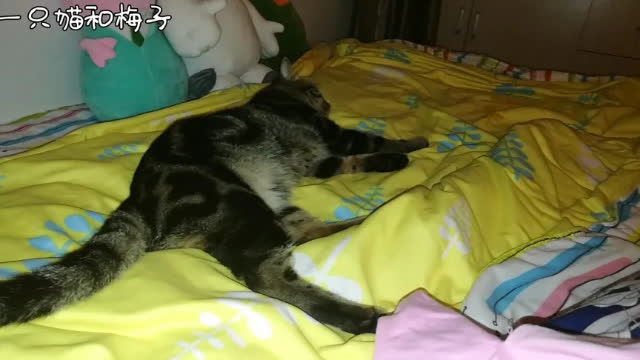 0?fmt=jpg&size=32&h=360&w=640&ppv=1