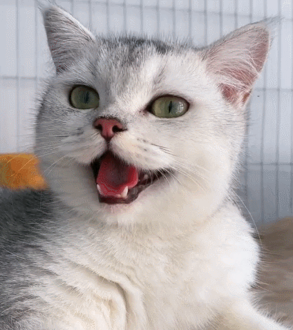 让人喜爱的小花猫长相呆萌性格优雅养只它真有趣