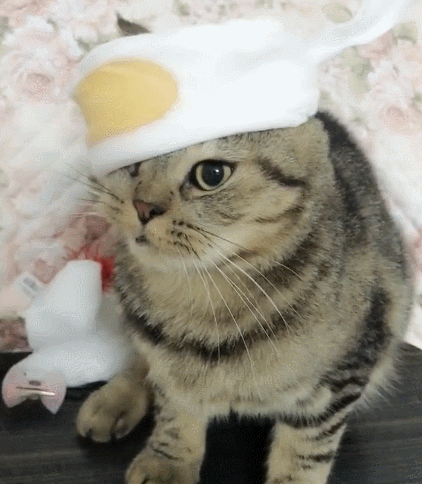 非常有灵魂喵星人,看这憨憨的模样,真是妩媚又不做作!