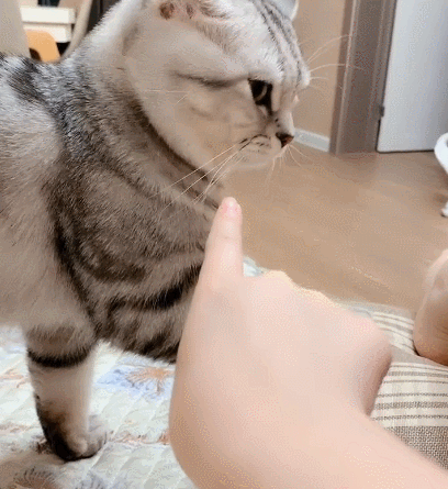 喜欢主人的小萌猫,看它一脸呆萌的模样,真是个可爱的家伙!