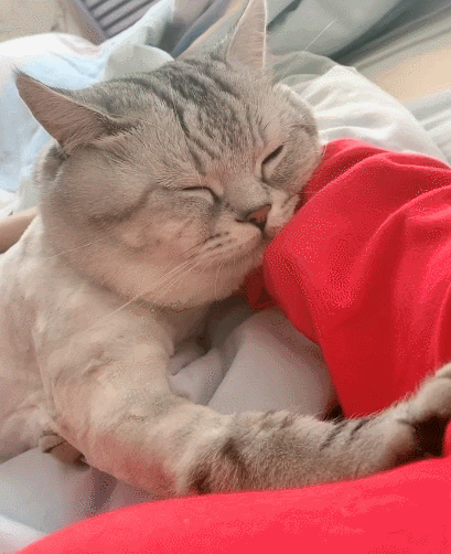 喵星人,萌宠,二货,生活趣事