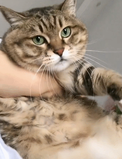 憨态可掬的小萌猫这呆呆的表情真是一只小可爱啊