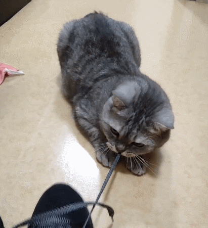 惹人喜欢的小萌猫,这憨憨的小表情,捕捉一只小可爱!