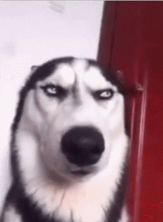 瞧狗子这表情,感觉是在发出嘲讽技能一样:警察蜀黍,你们这装修不行啊!