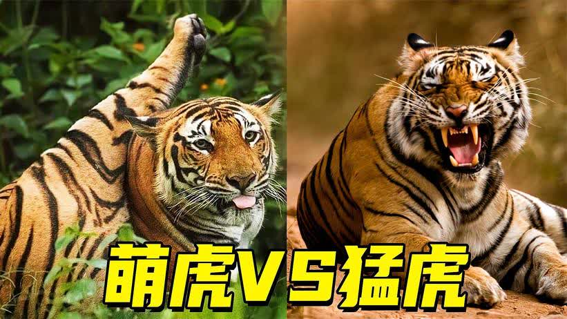 沙雕文案老虎，沙雕文案老虎怎么写