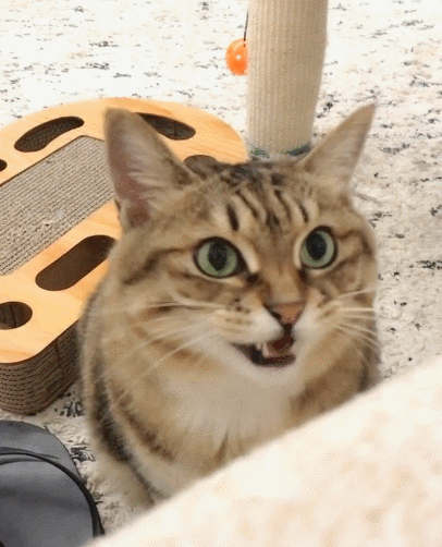 无比有趣的喵星人,圆鼓鼓的,看上去真像一个小懒虫!