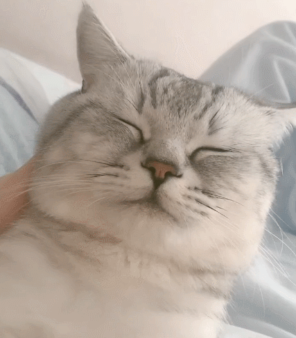 乖巧呆萌的小花猫,看这调皮的表情,真的好逗啊!