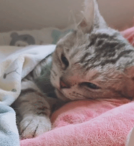 这只可爱的小猫咪,瞧这友好的样子,原来是在卖萌啊!